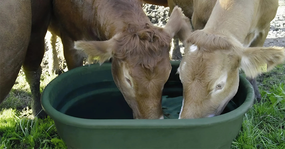 blog_napajecky_skot_kone_2